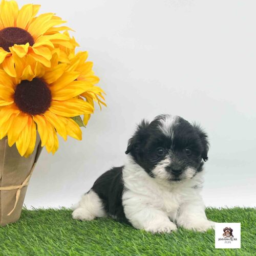 An Havanese puppy laying on the grass chilling with the flowers