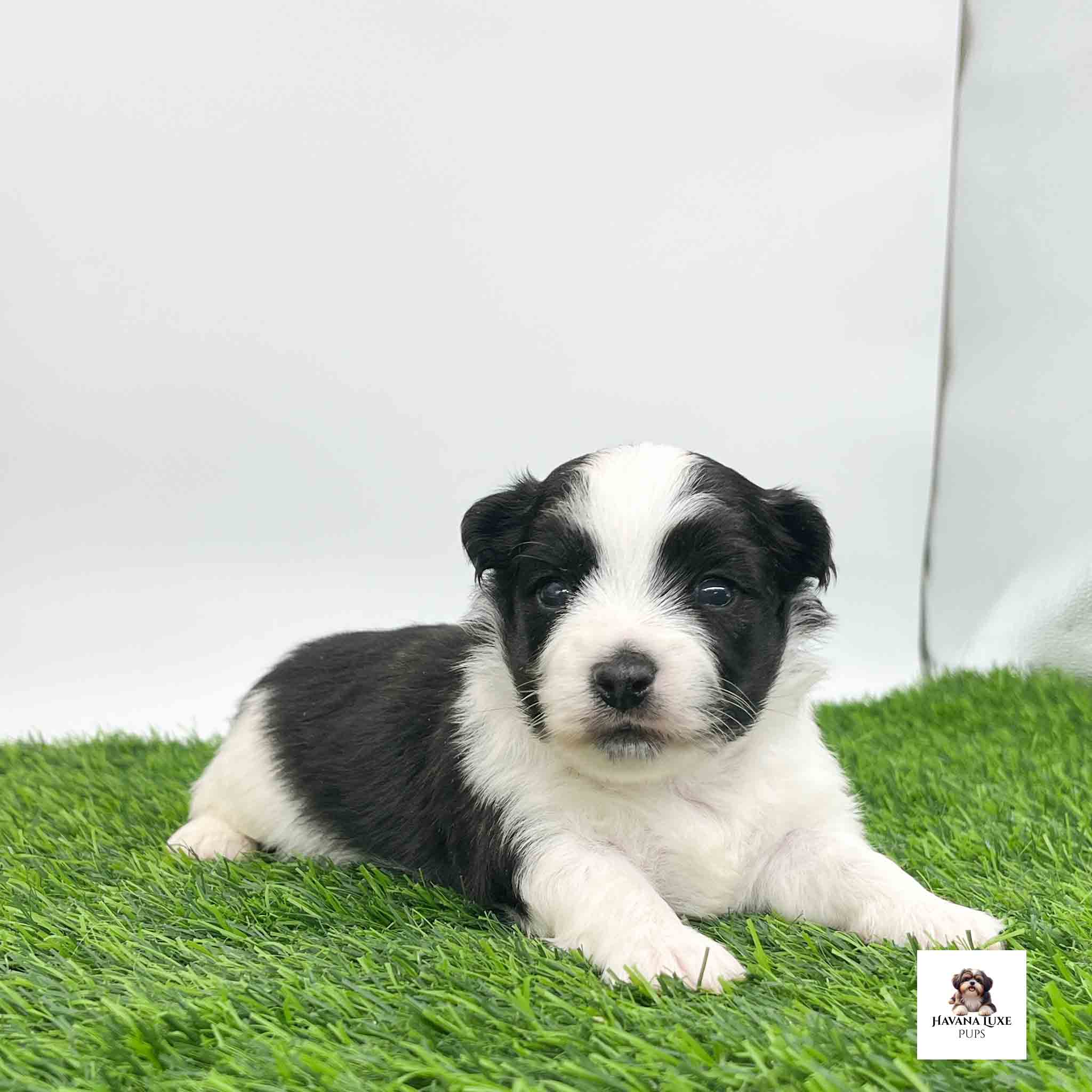 An adorable puppy laying on the green grass waiting for snuggles