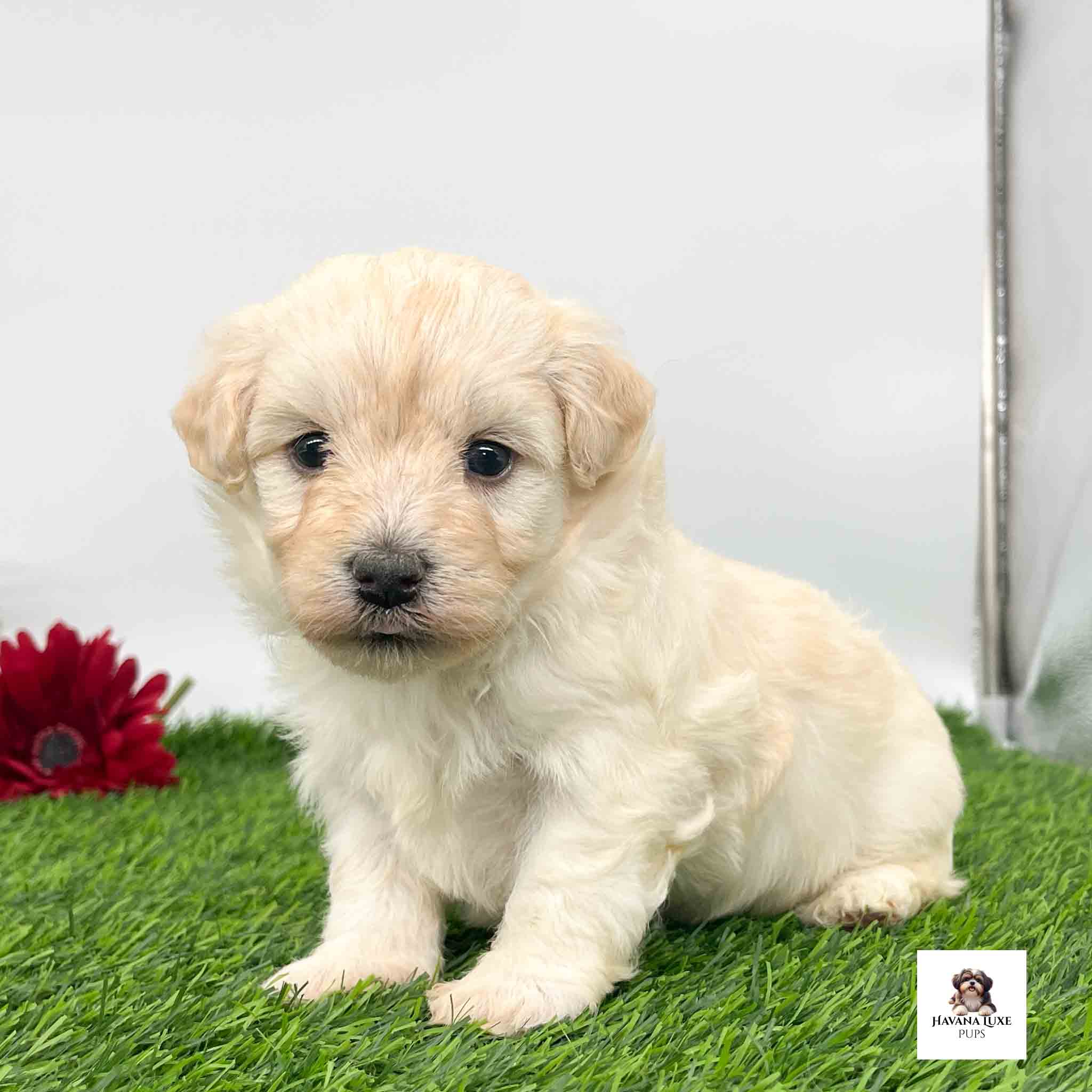 A golden-white Havanese pup sitting on the grass with a red Gerber Daisy