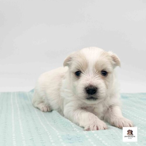 White pup with golden markings waiting for his companion