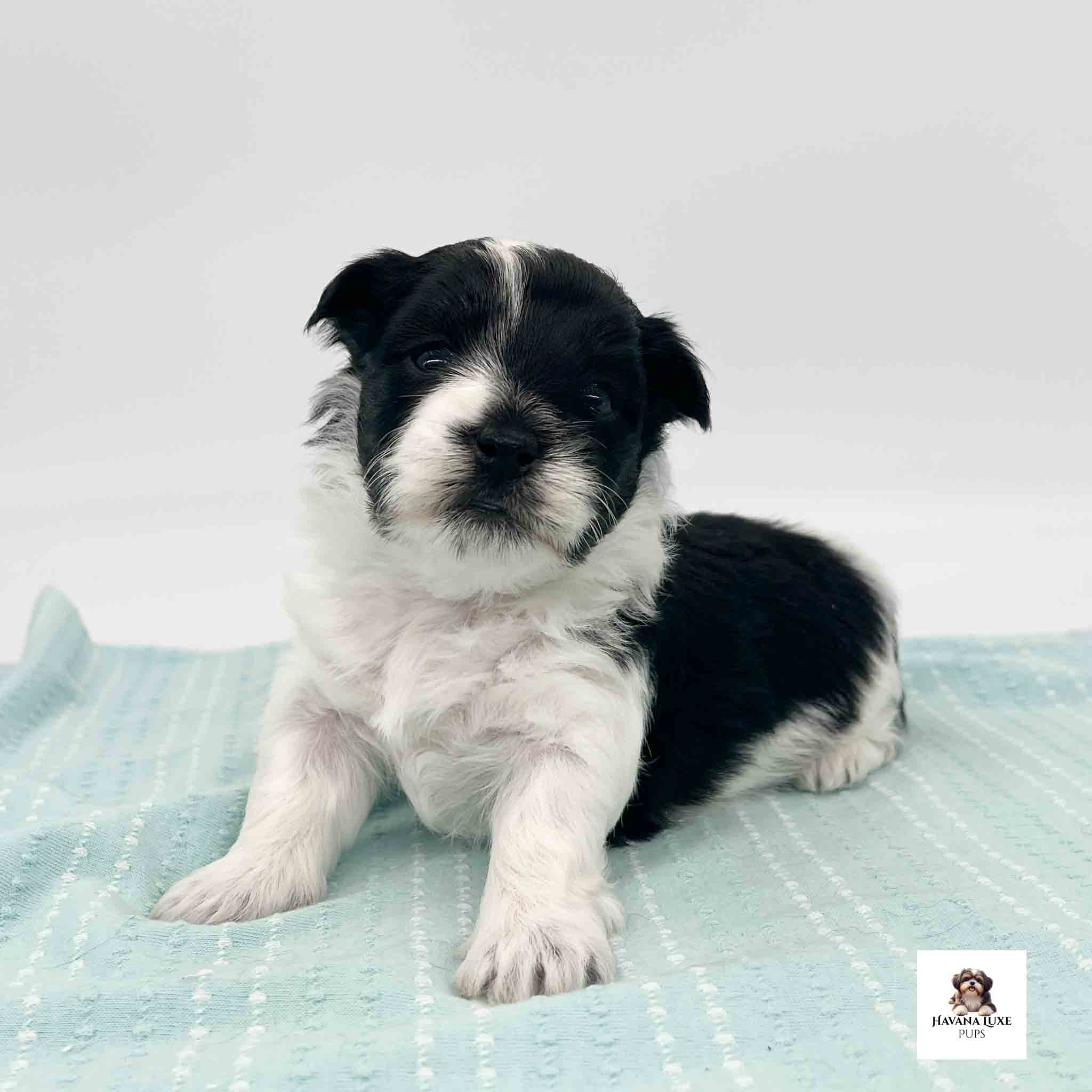 A Havanese puppy with cute markings