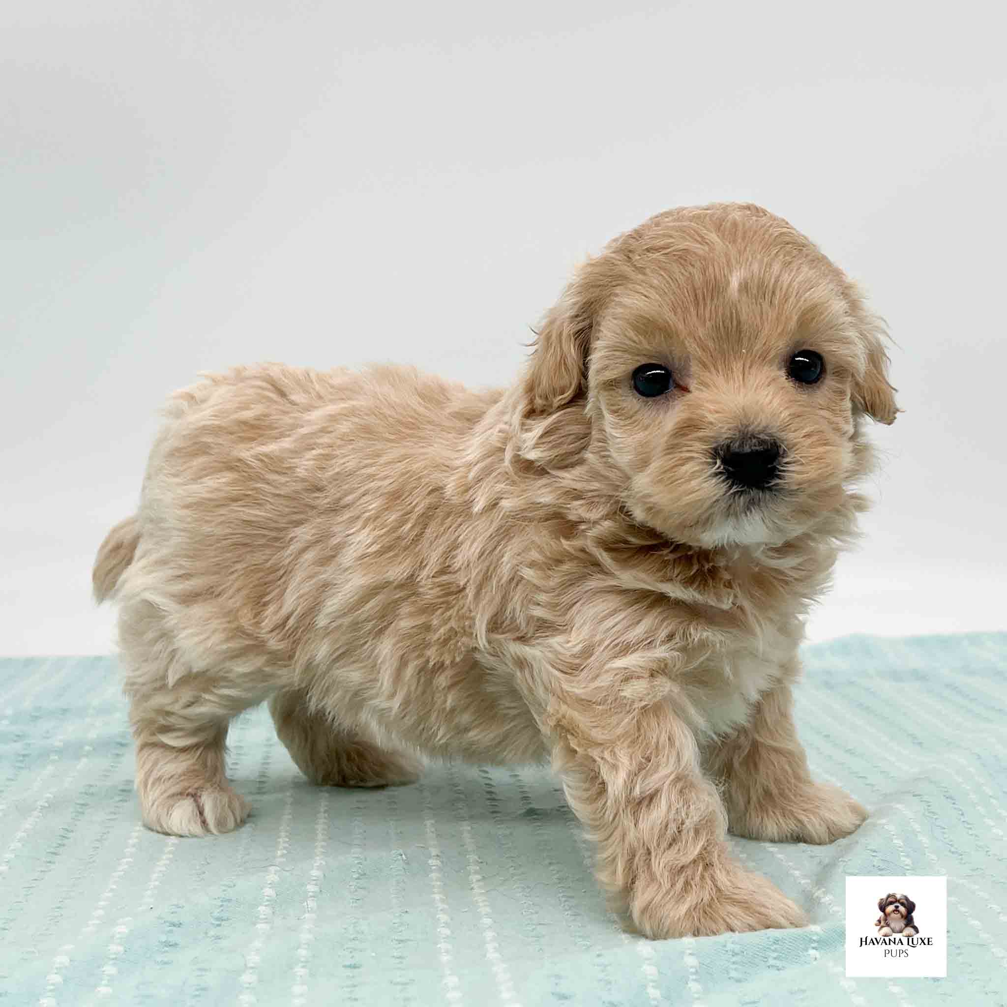 An adorable Havapoo pup standing waiting for snuggles