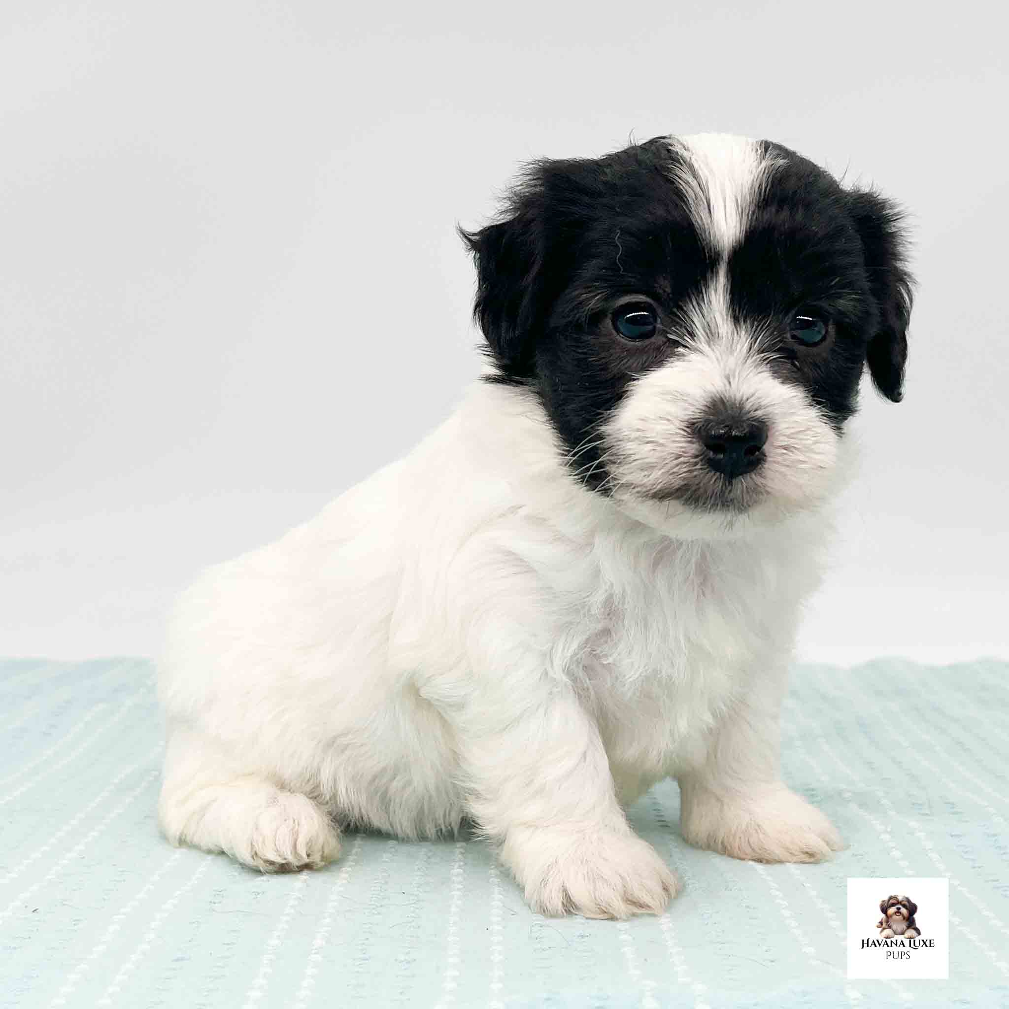 A Havanese puppy sitting on a blue blanket with begging eyes
