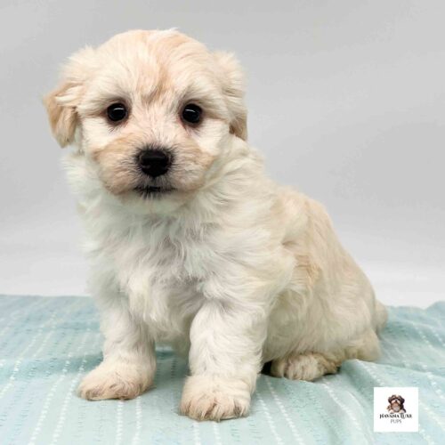White Havanese with golden markings sitting on a blanket