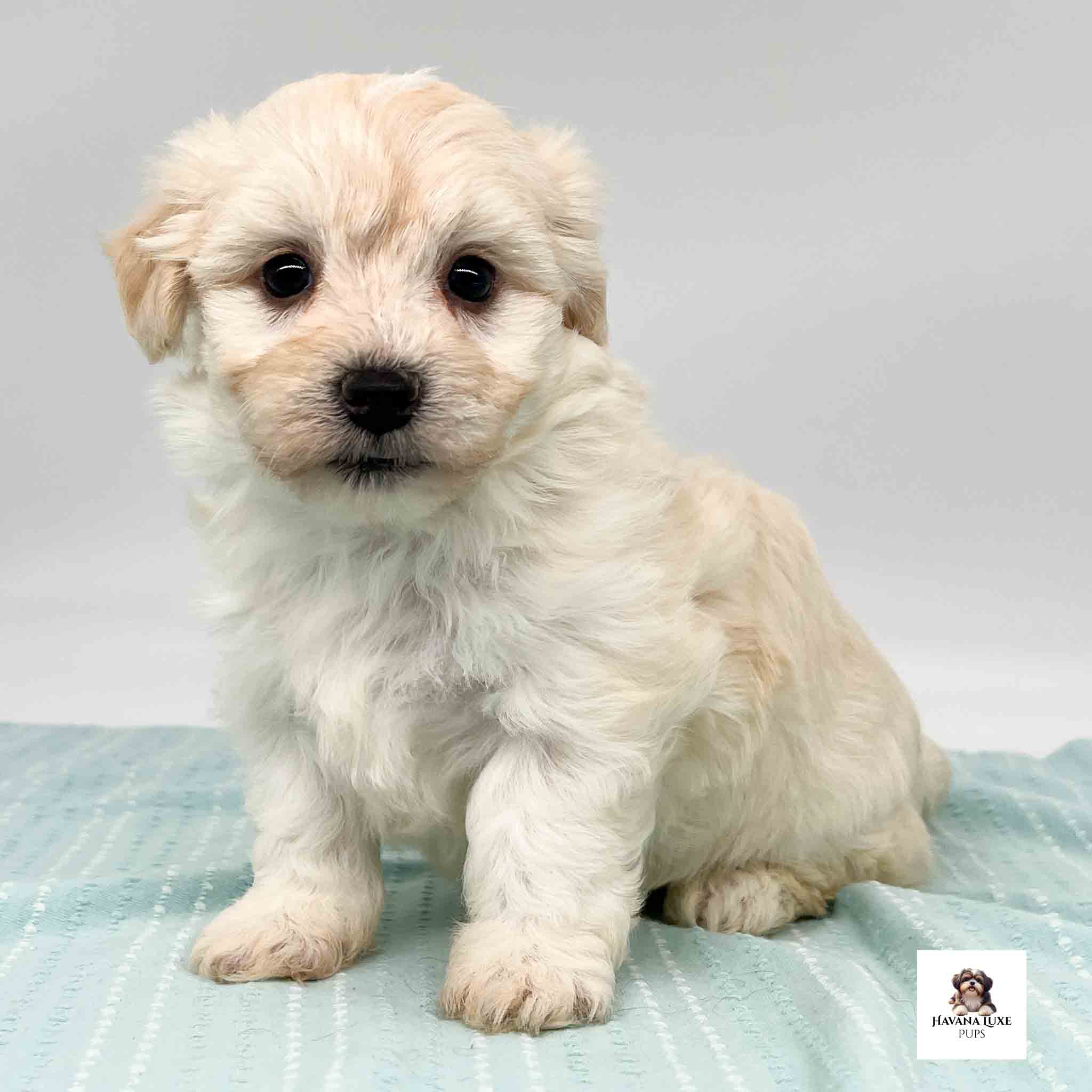 White Havanese with golden markings sitting on a blanket