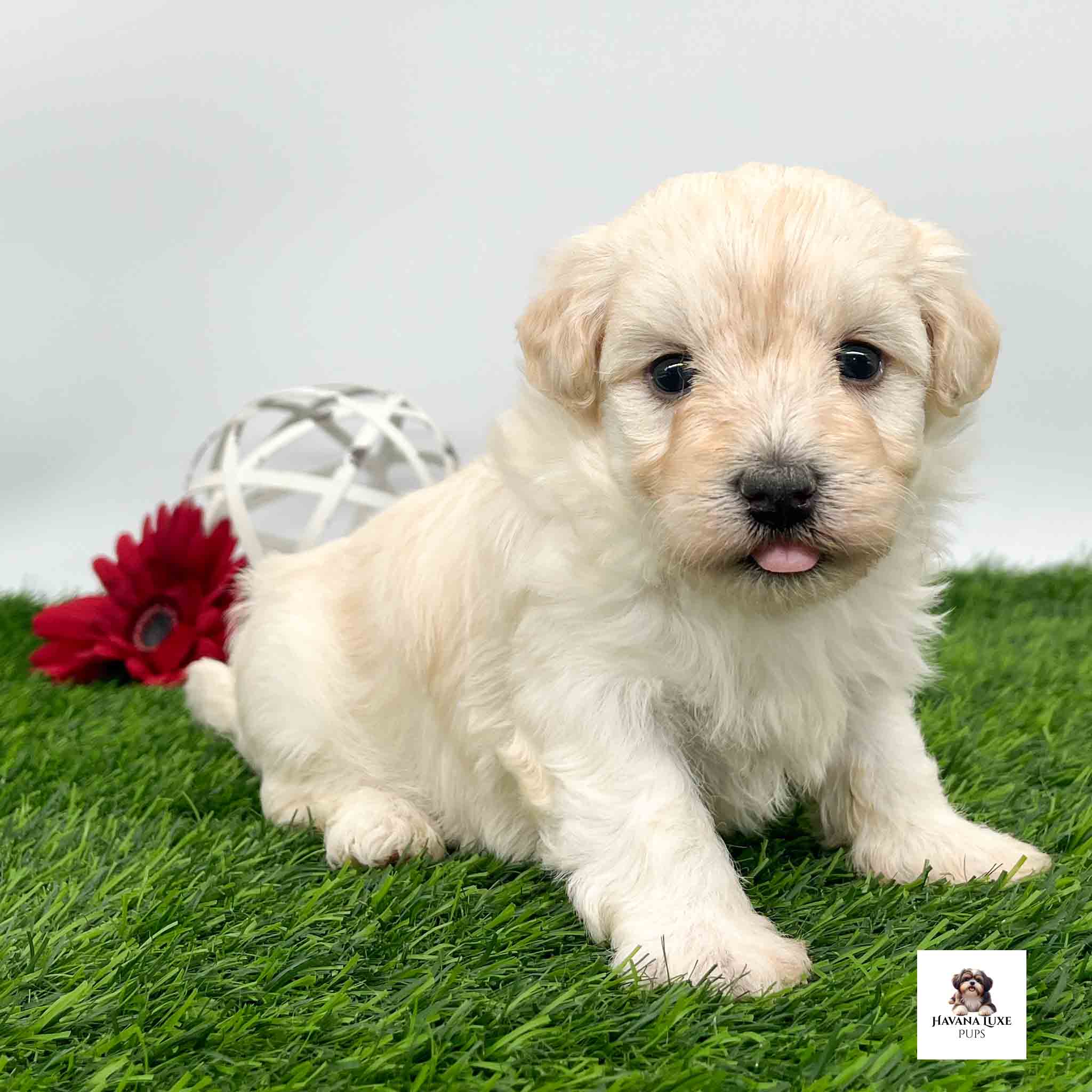 A cute Havanese pup with a pink tounge sticking out
