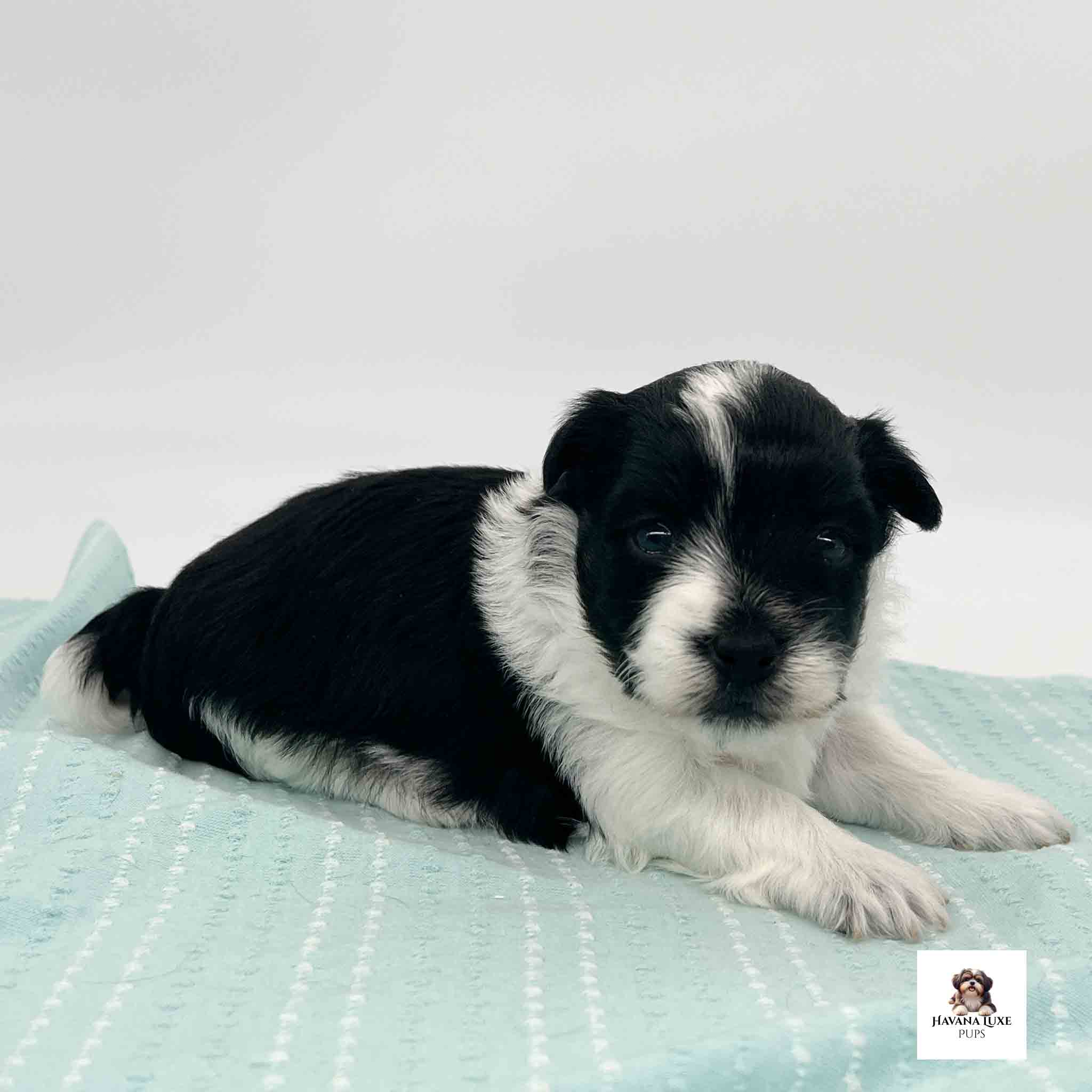 A black pup with a white strip on his head laying on the blanket