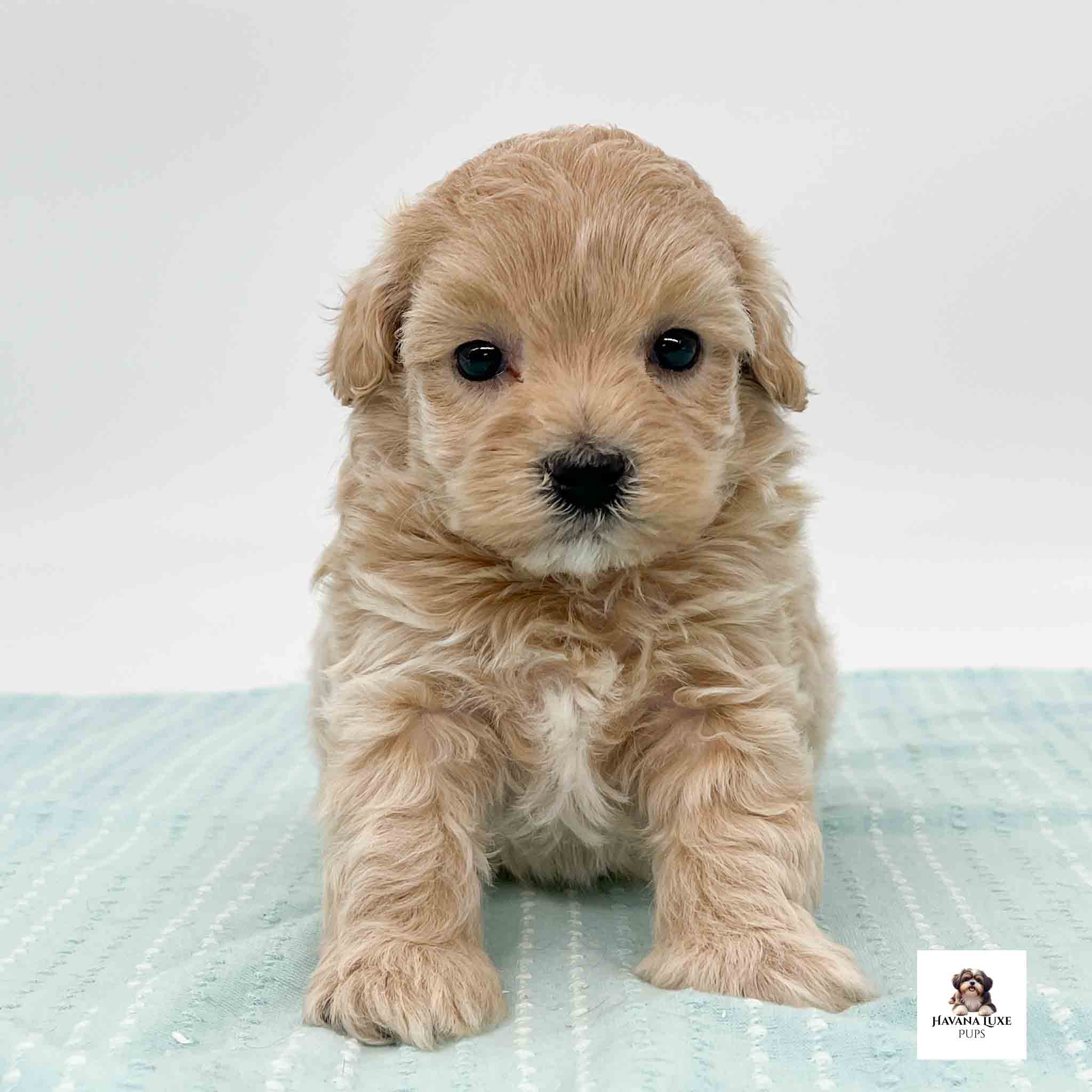 Tiny fluffy puppy posing sweetly with adorable curious expression