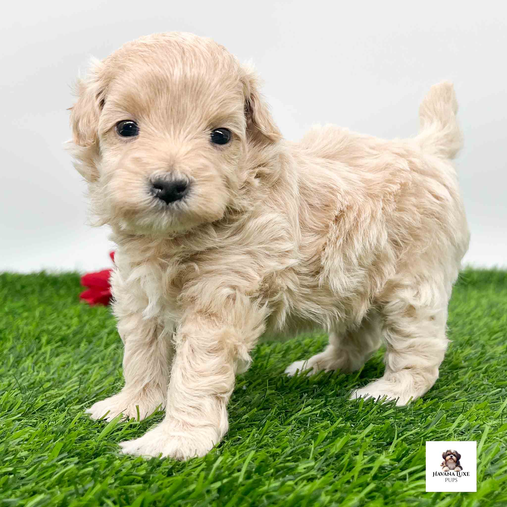 An adorable light Apricot colored pup with popping black eyes standing on the grass