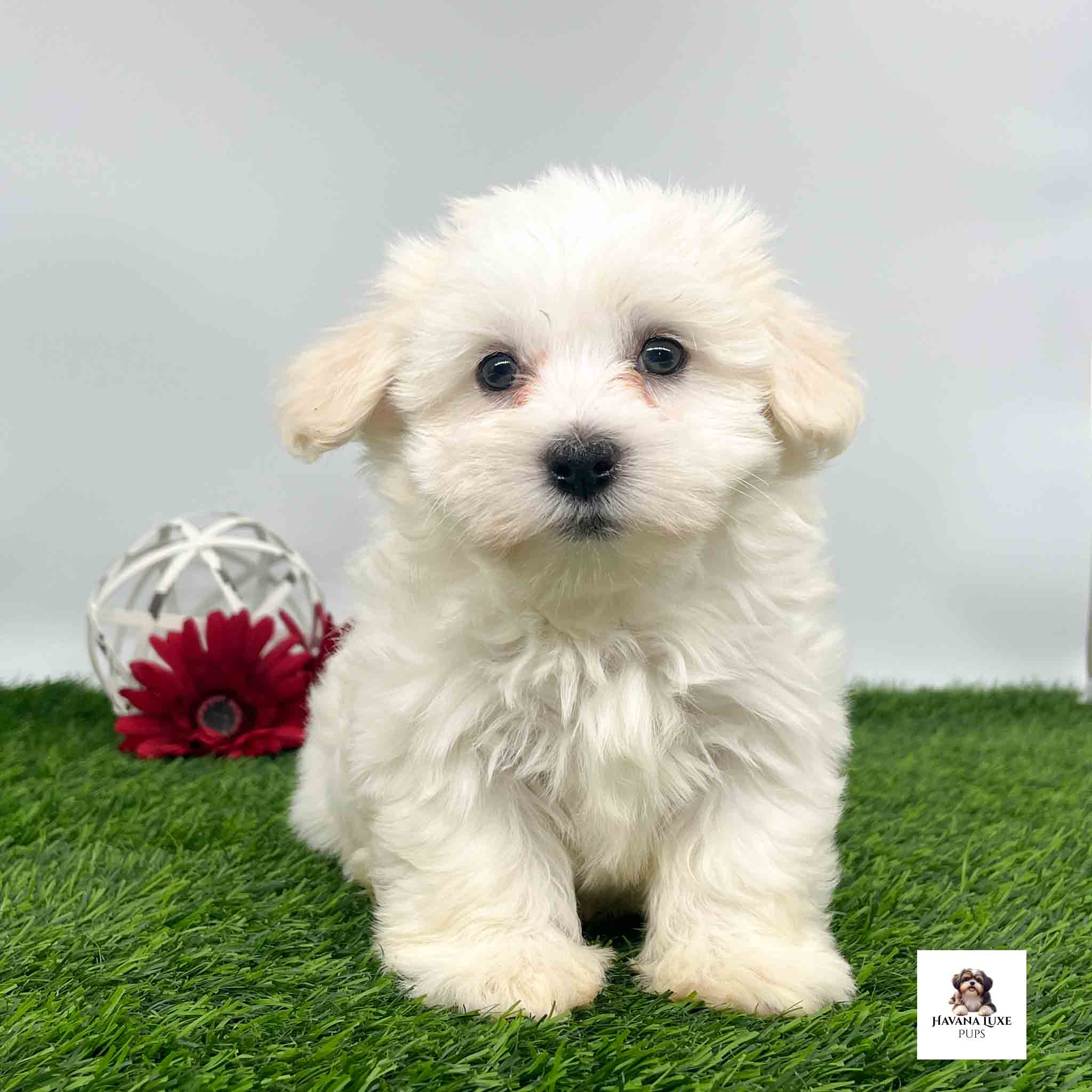 White havanese with gold tip ears standing on the green grass
