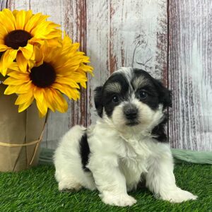Black and white Havanese puppy sitting next to sunflowers