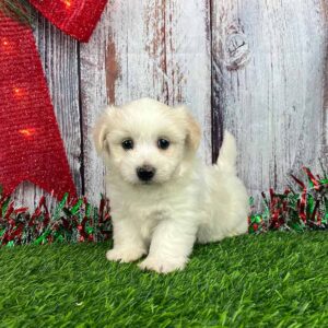 White Havanese puppy after receiving mental stimulation through a play session in the grass
