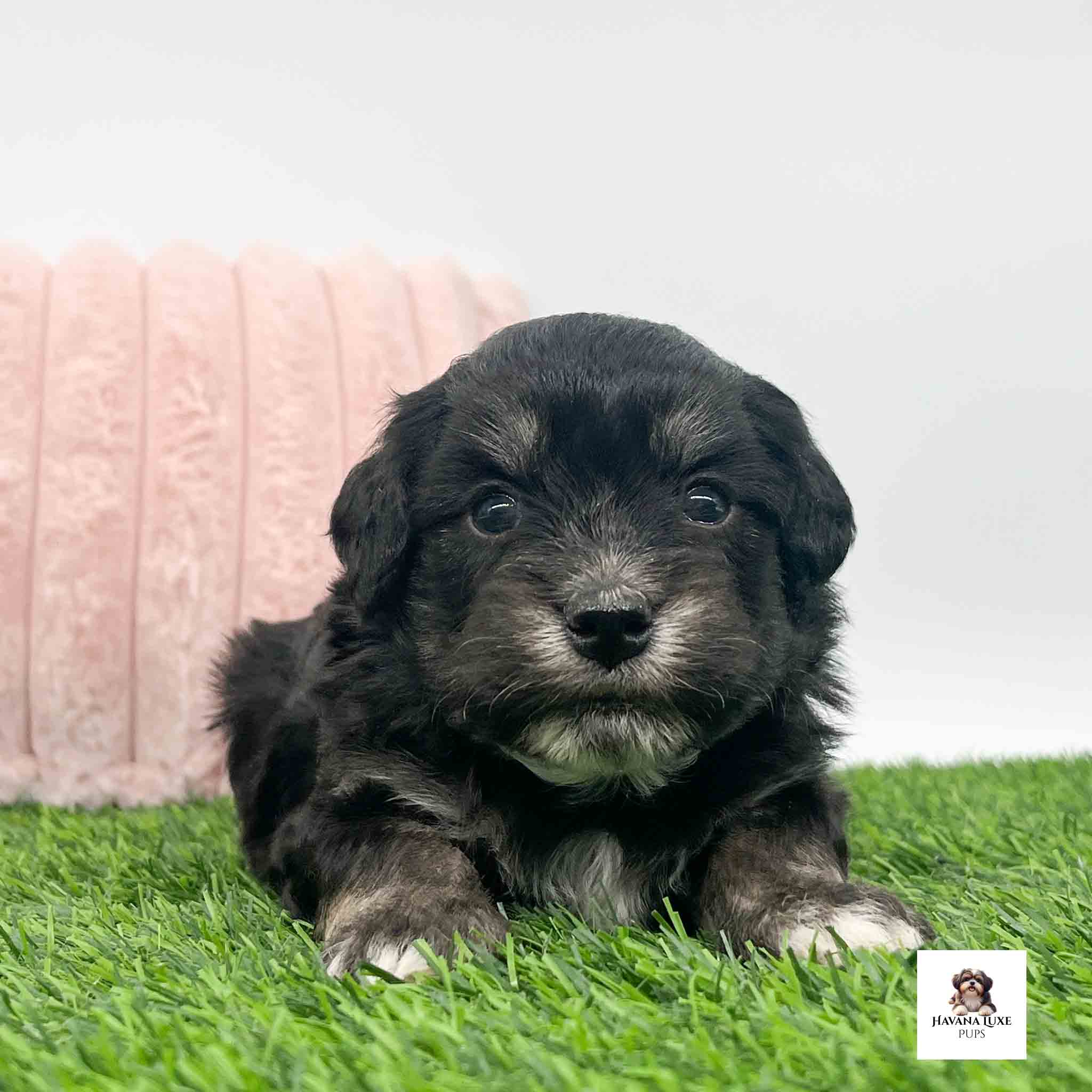 Tiny Havanese charmer capturing hearts with every glance