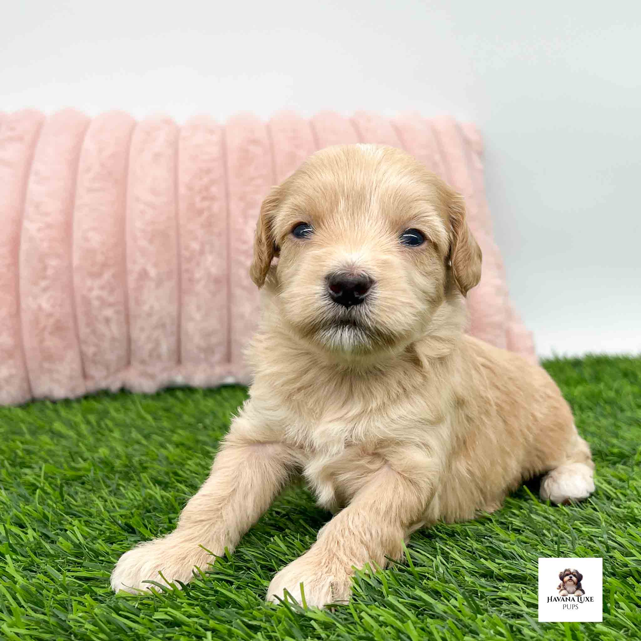 Fluffy little puppy gazing with sleepy eyes