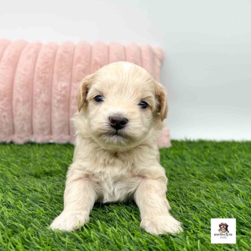 A Apricot colored Havapoo with an Black nose chilling on the grass