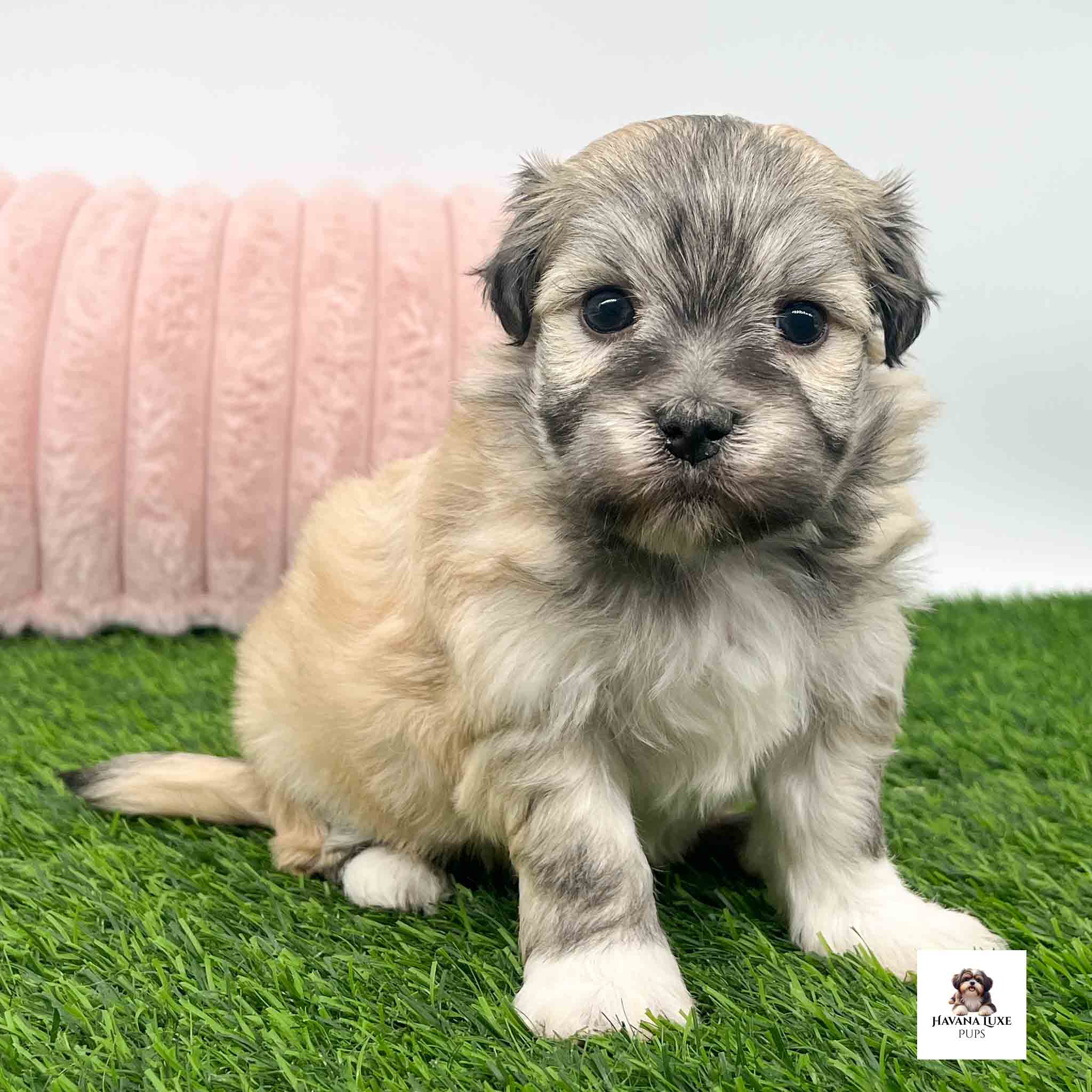 An adorable Brownish~Black Havanese with cute white paws