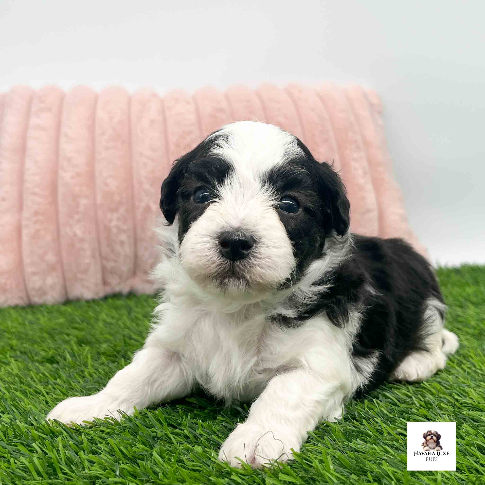 Aww look at this Sweet white Havanese with black markings