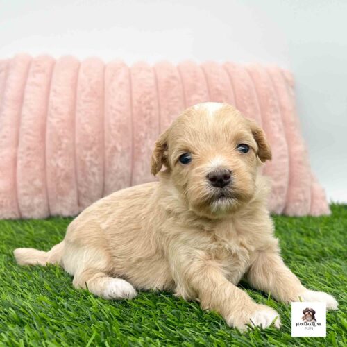 Aww look at this sweet little Apricot colored puppy