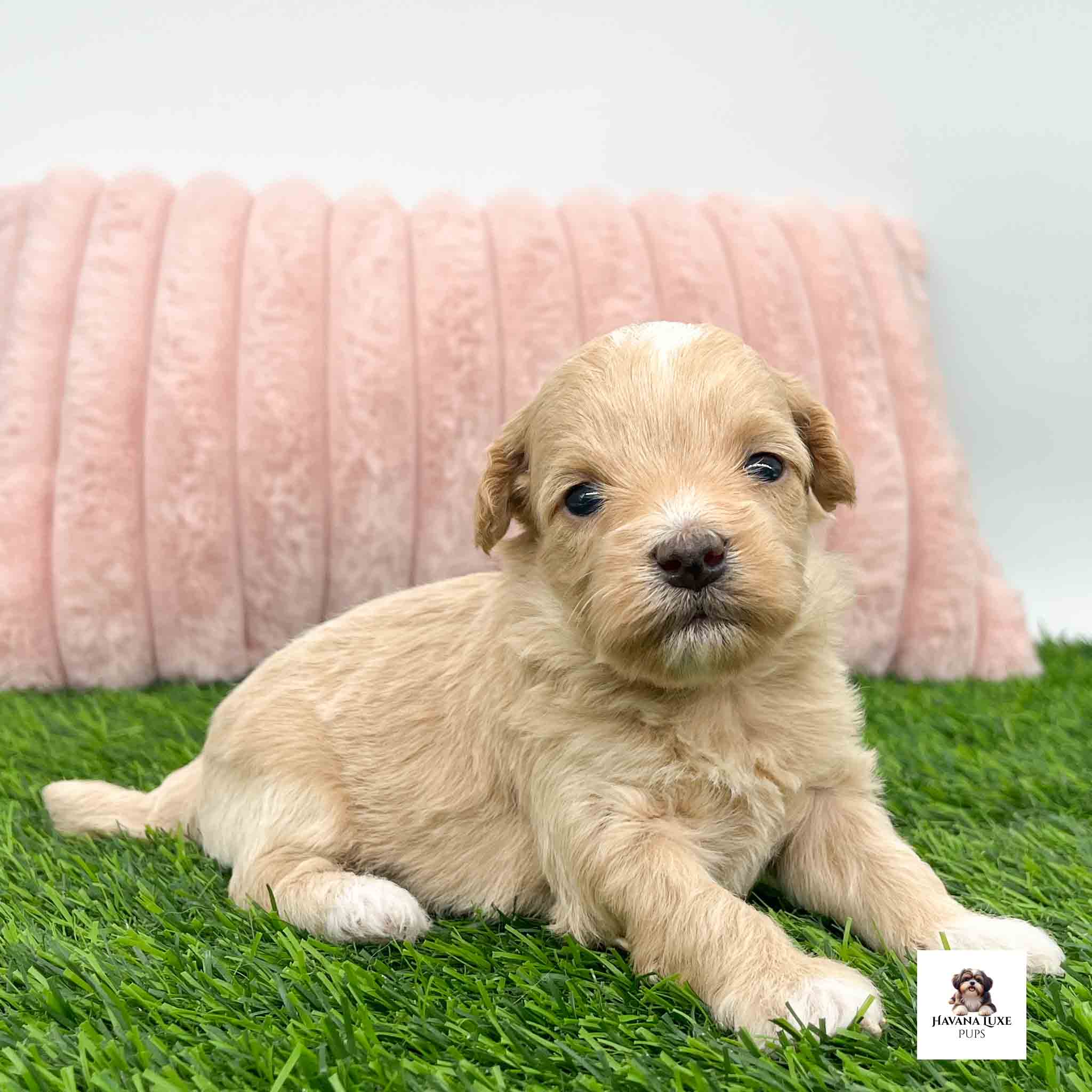 Aww look at this sweet little Apricot colored puppy