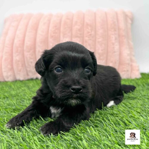 Adorable Black Havapoo puppy resting on green grass