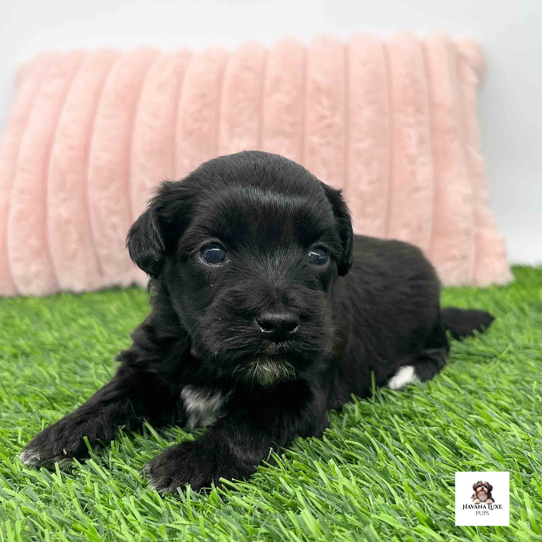 Adorable Black Havapoo puppy resting on green grass