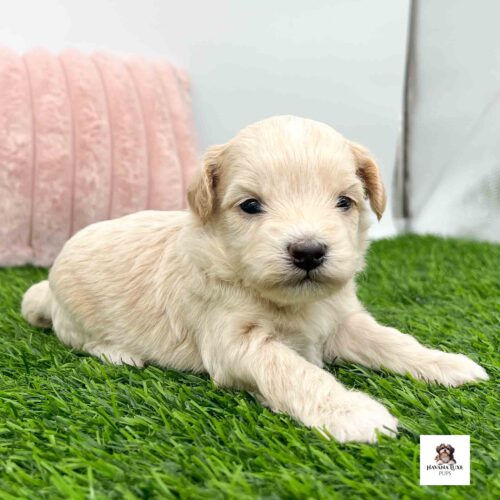 An adorable Apricot colored Havapoo laying on the grass