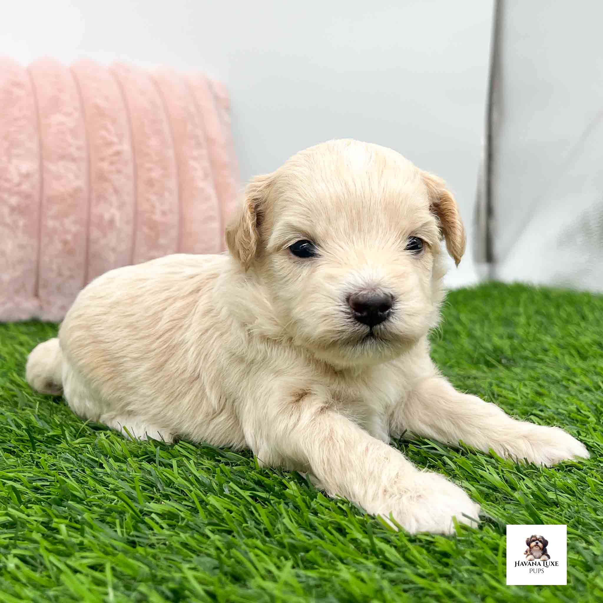 An adorable Apricot colored Havapoo laying on the grass