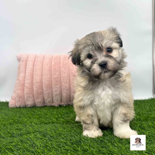 A Havanese Girl Sitting on the green grass