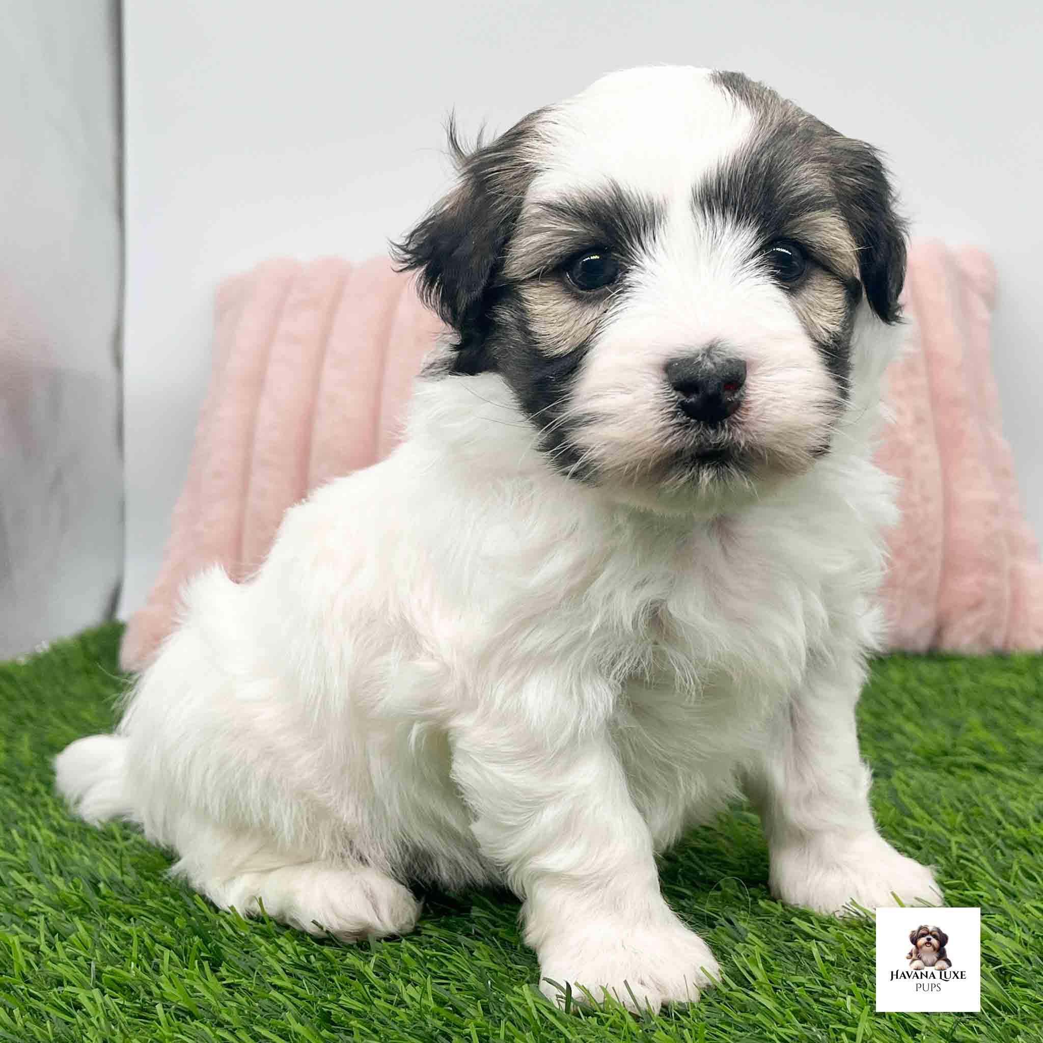 Aww An adorable Handsome white Havanese with brownish markings