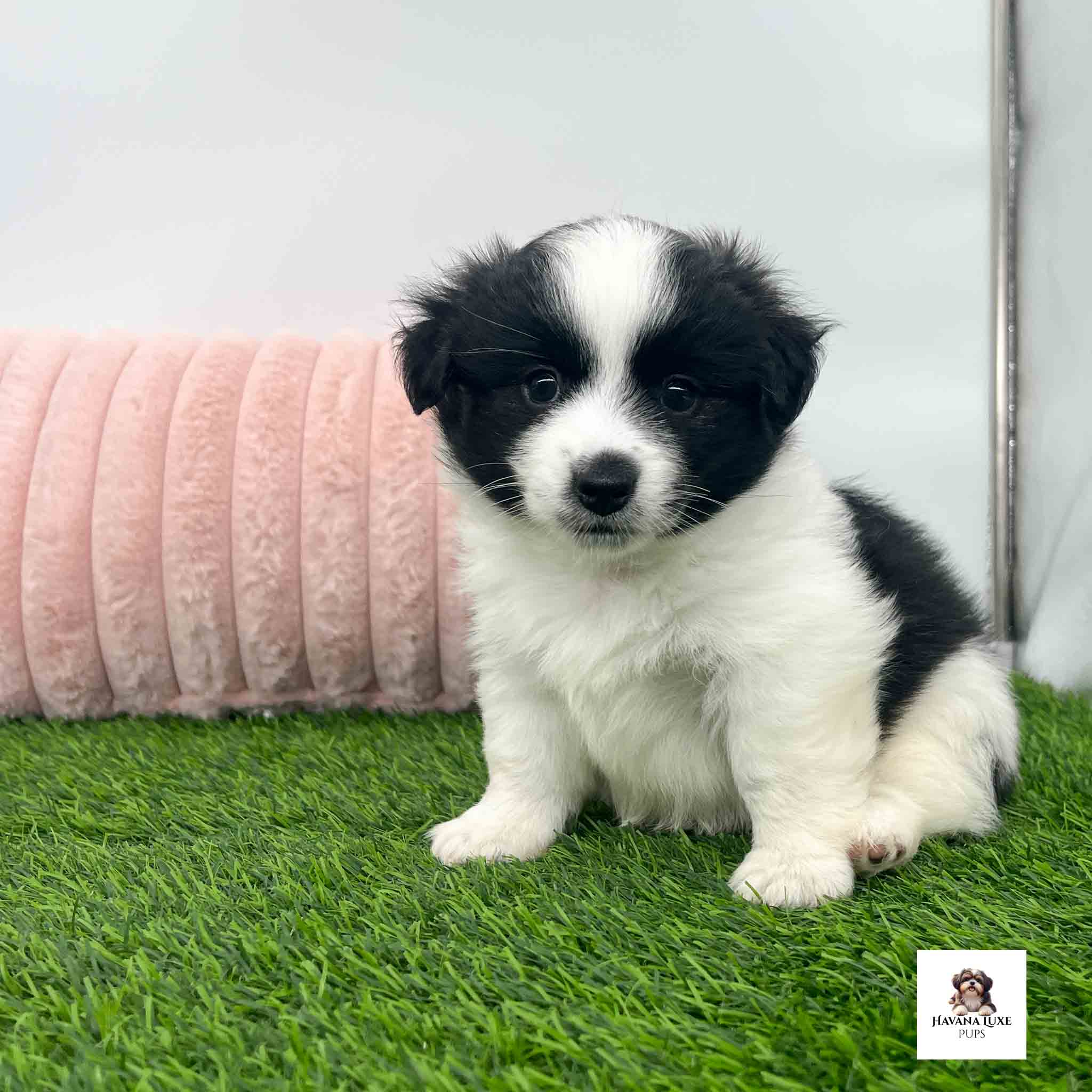 A Cute Black~White Havanese pup sitting on the green grass
