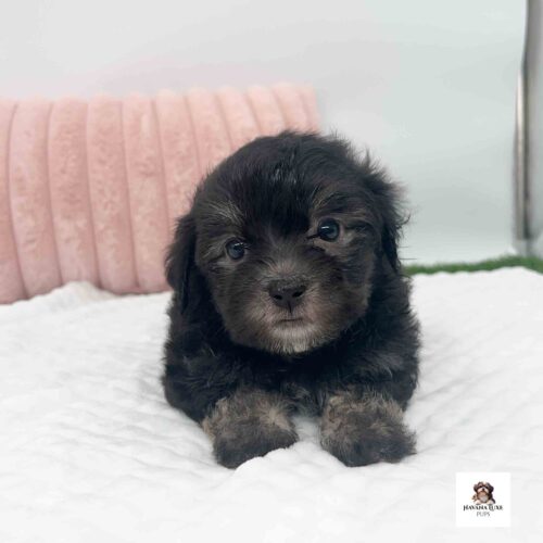 Aww look at this cute Black Havanese with a little tan markings
