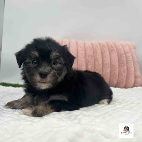 An Havanese pup waiting for his snuggle time
