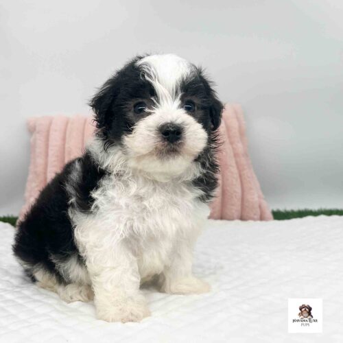 Aww a Handsome Black and white Havanese puppy sitting there