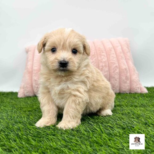 Aww an adorable Apricot colored Havapoo sitting on the grass