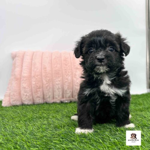 This adorable Havapoo is ready to lunge into playtime