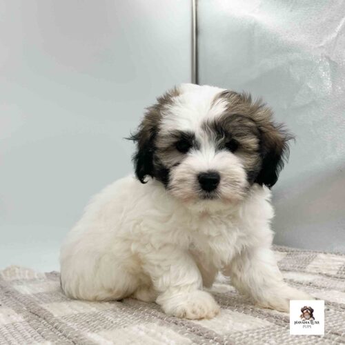 An Havanese pup sitting on a tan and creme carpet