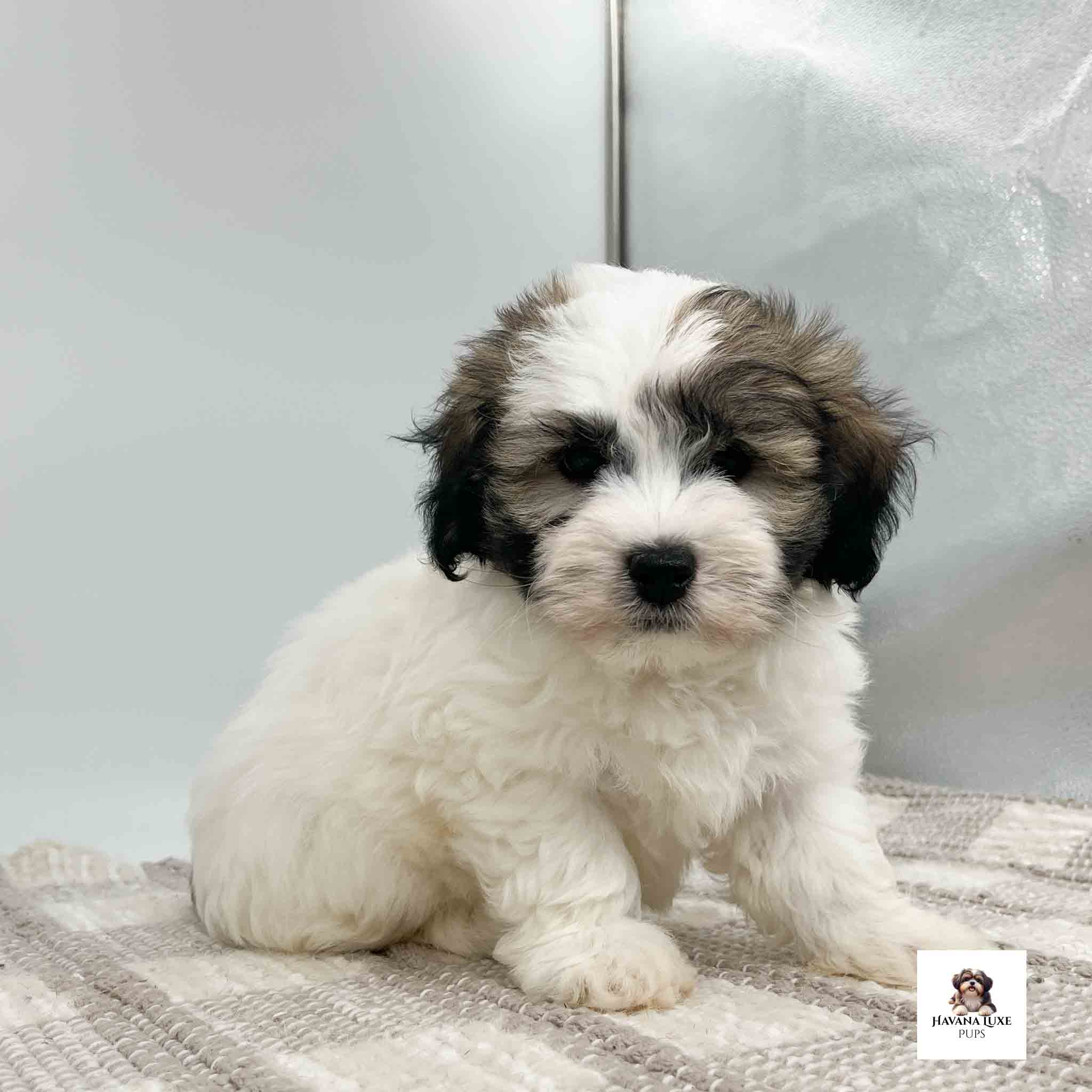 An Havanese pup sitting on a tan and creme carpet