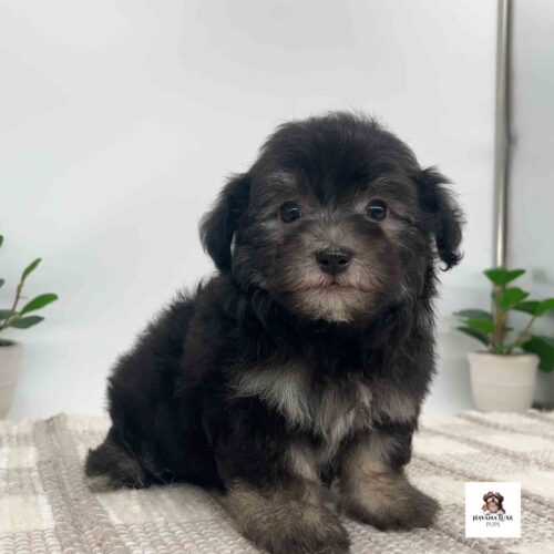 Aww an adorable Black Havanese with some Tan points sitting on the carpet