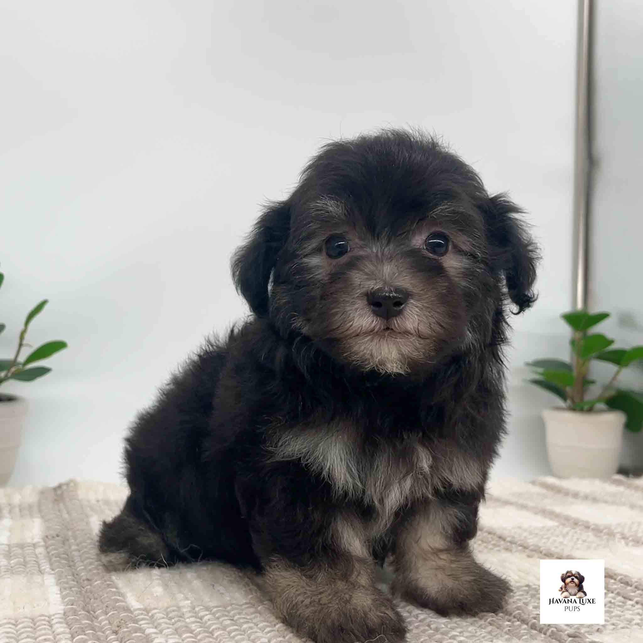 Aww an adorable Black Havanese with some Tan points sitting on the carpet