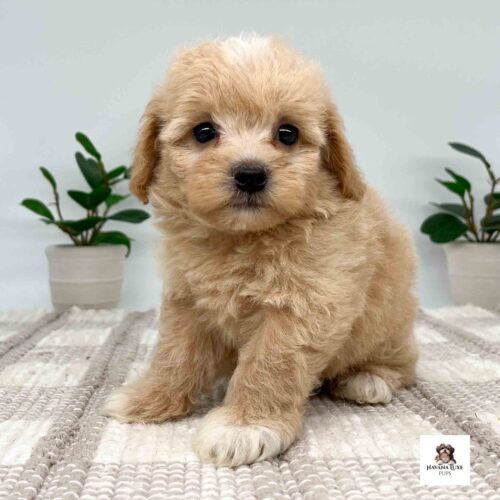 Aww look at this adorable little Apricot colored Havapoo