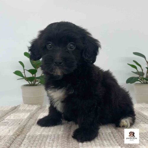 An Black Havanese With white markings