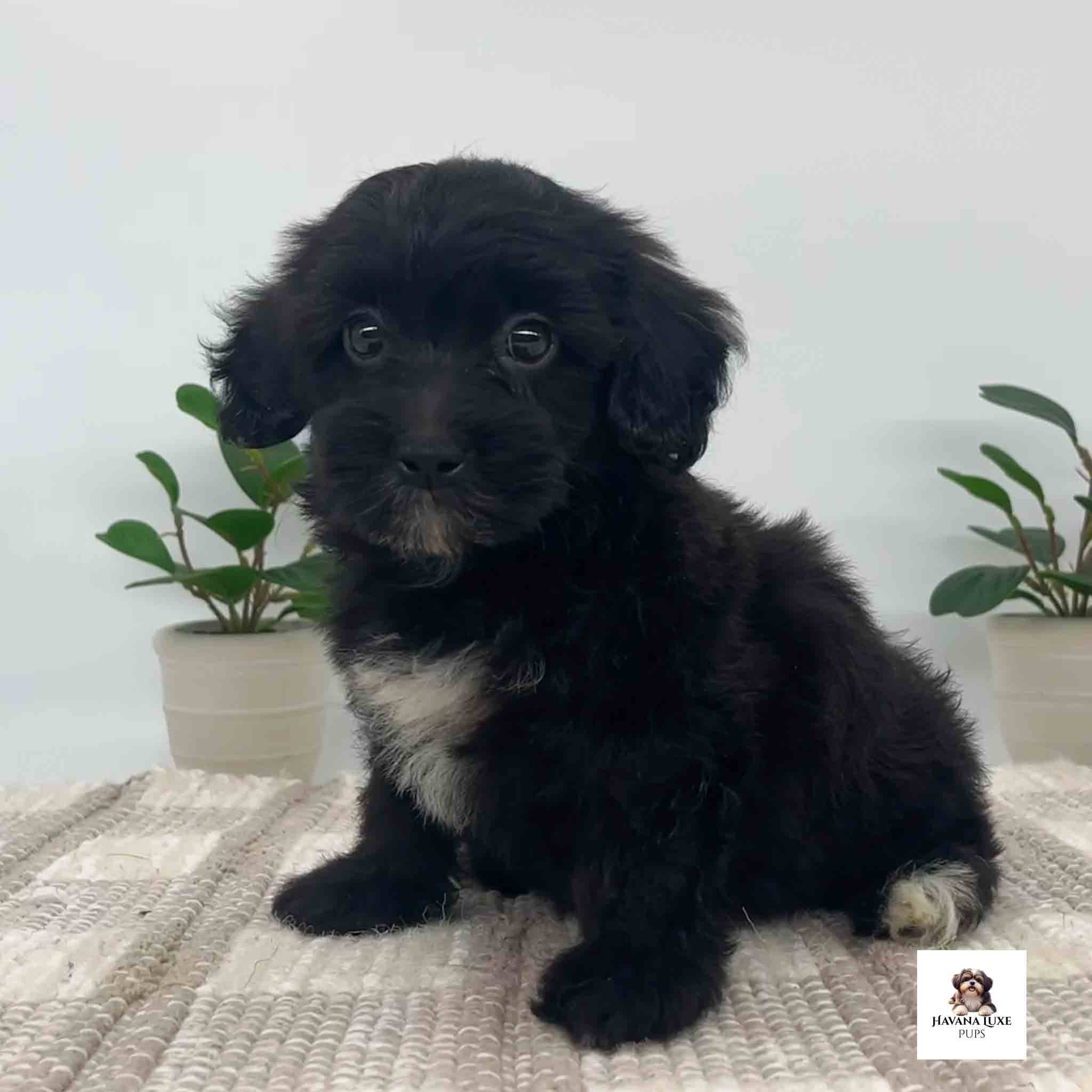 An Black Havanese With white markings
