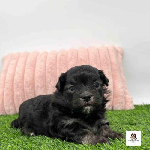 Tiny black puppy relaxes beside fluffy pink pillow