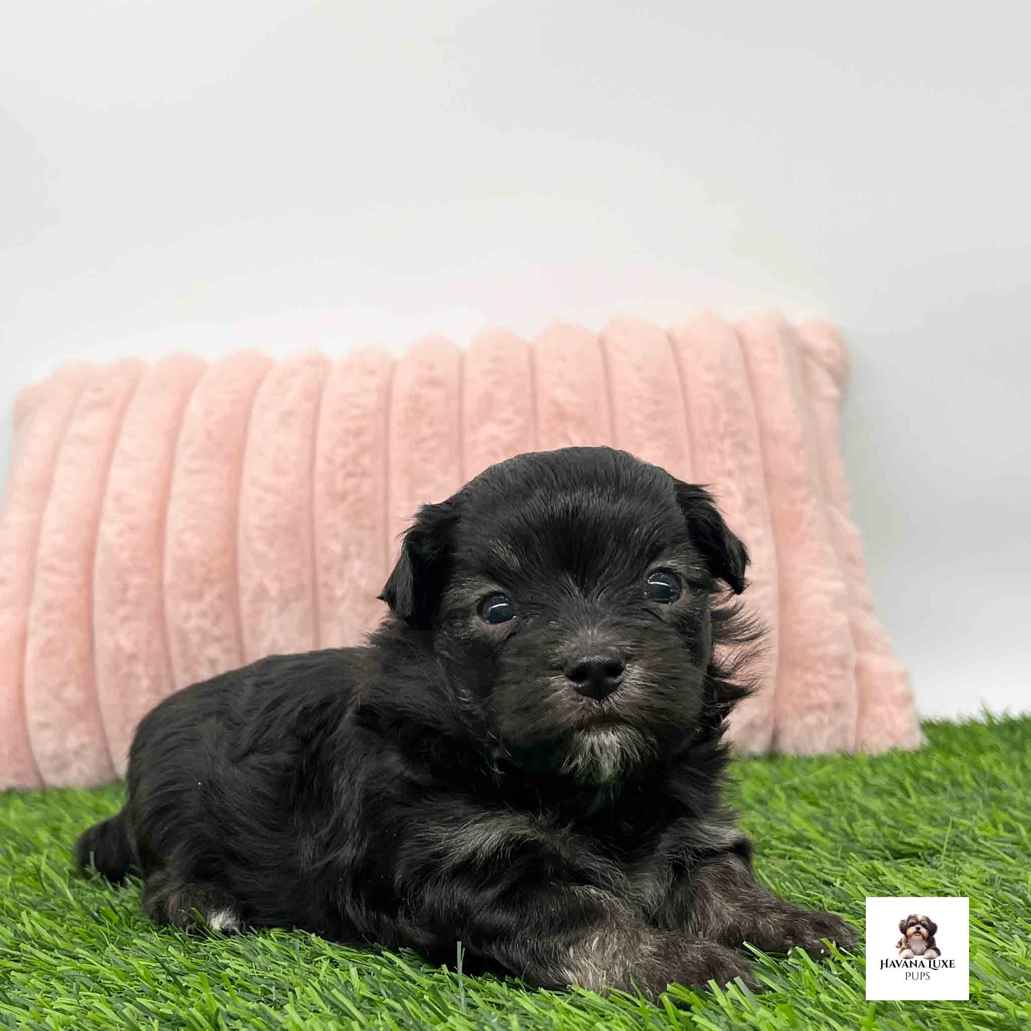 Tiny black puppy relaxes beside fluffy pink pillow