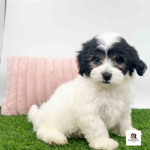 A white Havanese Girl with Black markings sitting on the grass
