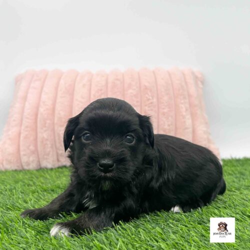 An adorable Black Havanese with tiny white white paws adds charm to her