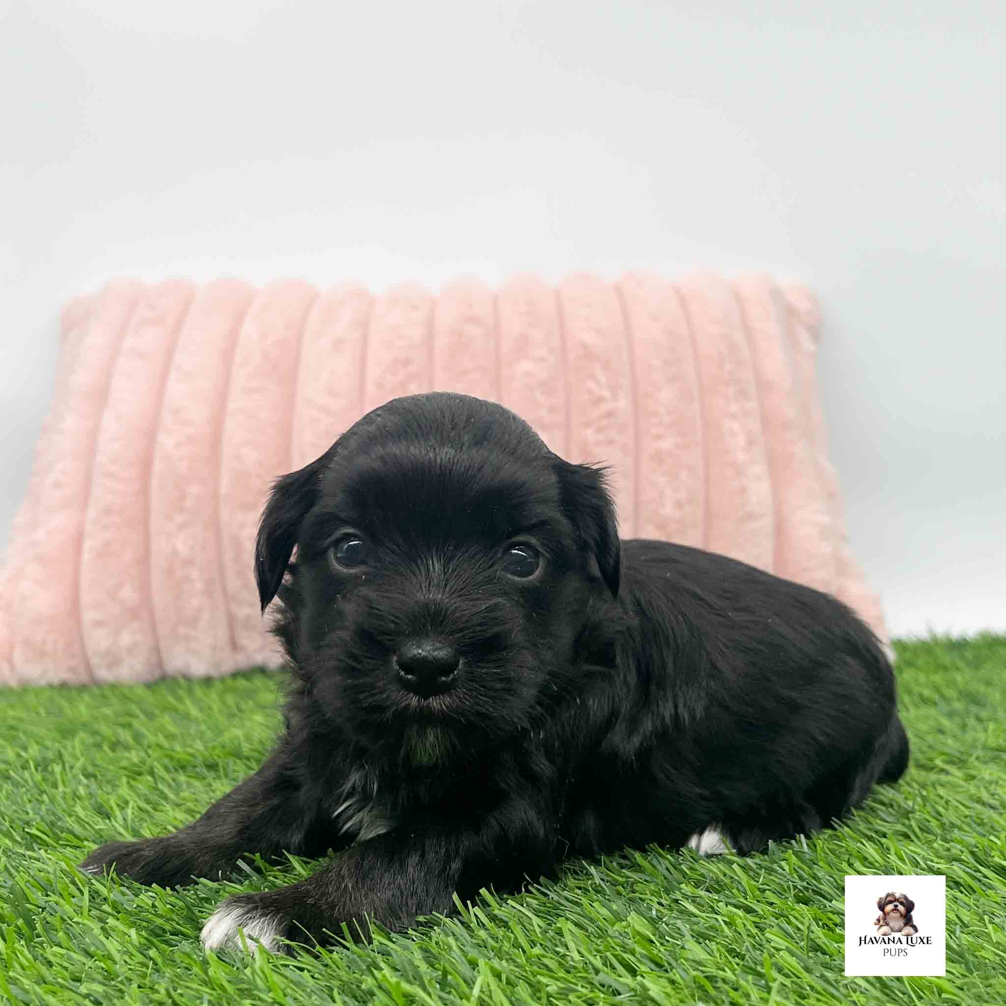An adorable Black Havanese with tiny white white paws adds charm to her