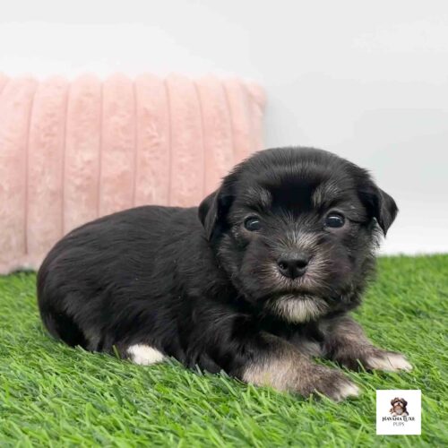 An adorable Black Havanese with 10 points above the eyes