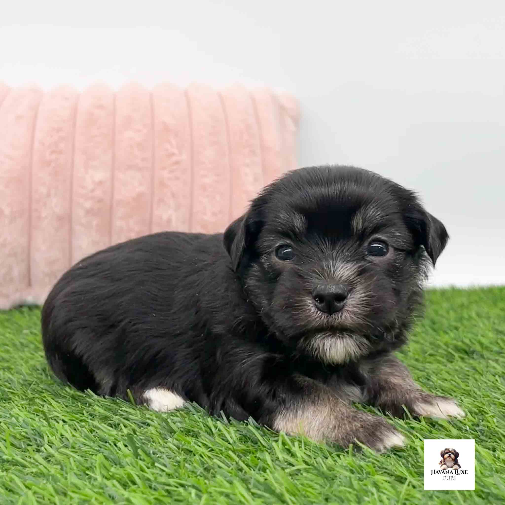 An adorable Black Havanese with 10 points above the eyes
