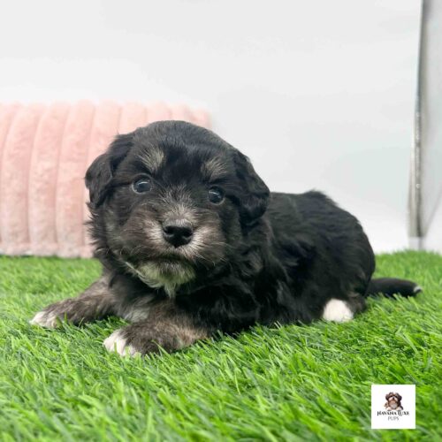 Sweet Havanese puppy gazes gently across soft green grass